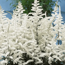 Астильба гибридная Cappuccino