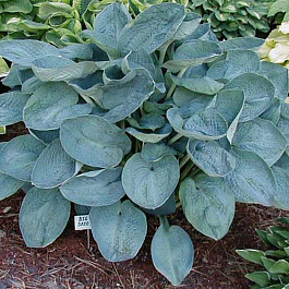 Хоста гибридная Биг Дэдди