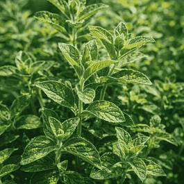 Мята Белый виноград