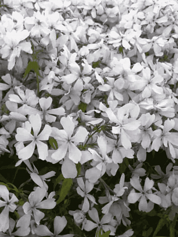 Флокс растопыренный 'Dirigo Ice'