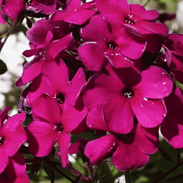 Флокс метельчатый Adessa Special Deep Purple