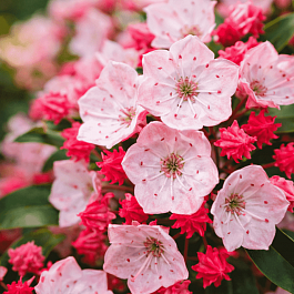 Кальмия широколистная Olivia