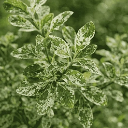 Ива козья Триколор