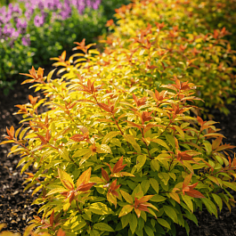 Спирея японская Firelight