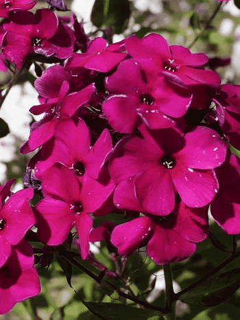 Флокс метельчатый Adessa Special Deep Purple