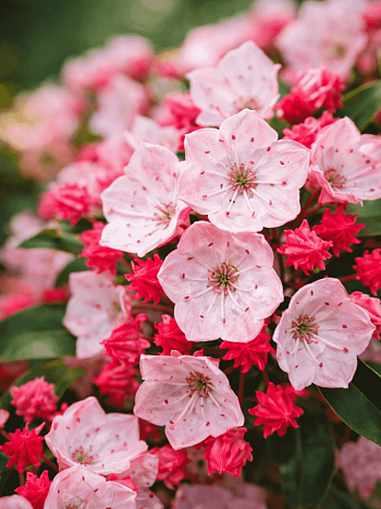 Кальмия широколистная Olivia