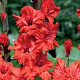 Гладиолус Fire Ruffle