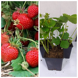 Земляника садовая Кокинская ранняя НАБОР 3ШТ