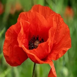 Мак восточный Nana Allegro