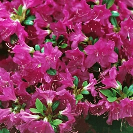 Рододендрон тупой Purpertraum