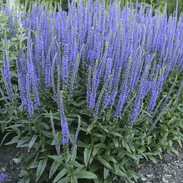 Вероника колосистая