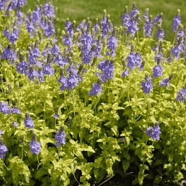 Вероника простёртая Aztec Gold