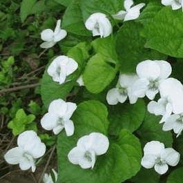 Виола душистая Schneekonigin