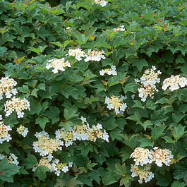 Калина обыкновенная Нанум