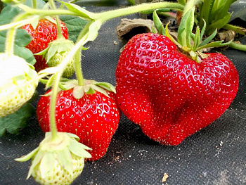 Земляника садовая Чамора Турусси