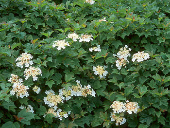 Калина обыкновенная Нанум