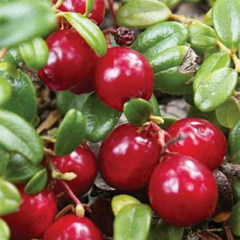 Клюква крупноплодная Бен Лир