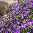 Аубриета Cascade Purple