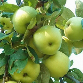 Яблоня Феникс алтайский