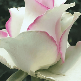 Роза чайно-гибридная  Waltz Meilland