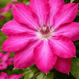 Клематис Red Passion