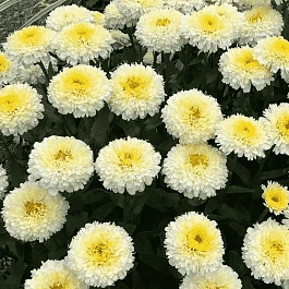 Нивяник гибридный Luna