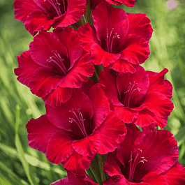 Гладиолус Don Luigi