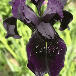 Ирис золотисто-расписной Black Form