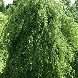 Береза повислая Youngii