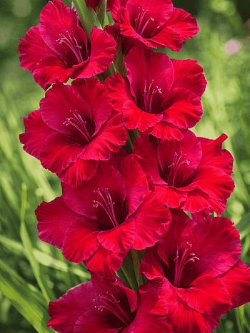 Гладиолус Don Luigi