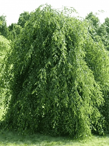 Береза повислая Youngii