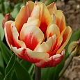 Тюльпан Monte Flame