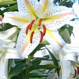 Лилия восточная горшечная Гарден Парти
