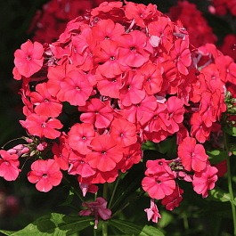 Флокс метельчатый Red Riding Hood