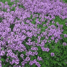 Тимьян ранний Minor