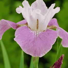 Ирис сибирский Dance Ballerina Dance