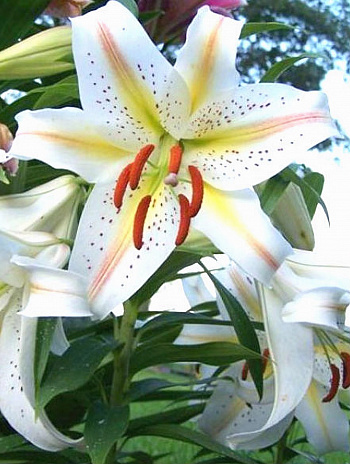 Лилия восточная горшечная Гарден Парти