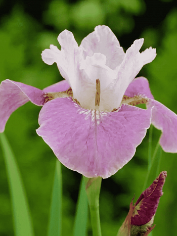 Ирис сибирский Dance Ballerina Dance
