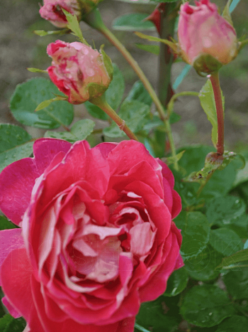 Роза грандифлора Дина