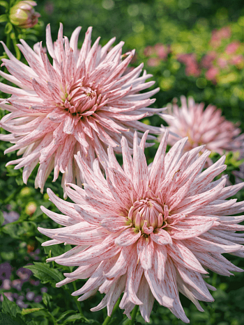 Георгина Mick's Peppermint