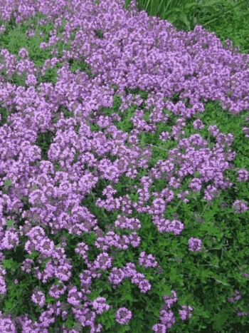 Тимьян ранний Minor