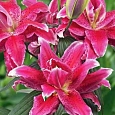 Лилия Roselily Gabriella