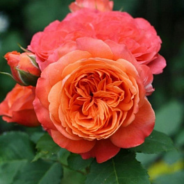 Роза парковая Эмильен Гийо Роза парковая Эмильен Гийо