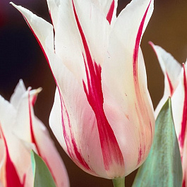 Тюльпан лилиецветный Мэрилин