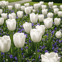 Тюльпан ранний White Prince