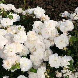 Роза почвопокровная Miniature White