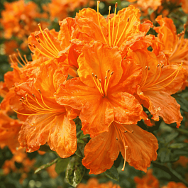 Азалия Glowing Embers