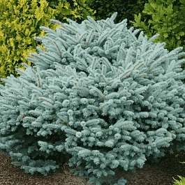 Ель колючая Glauca Globosa