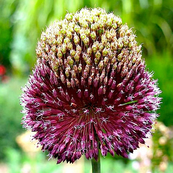 Лук декоративный Форлок