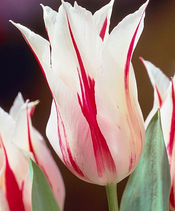 Тюльпан лилиецветный Мэрилин